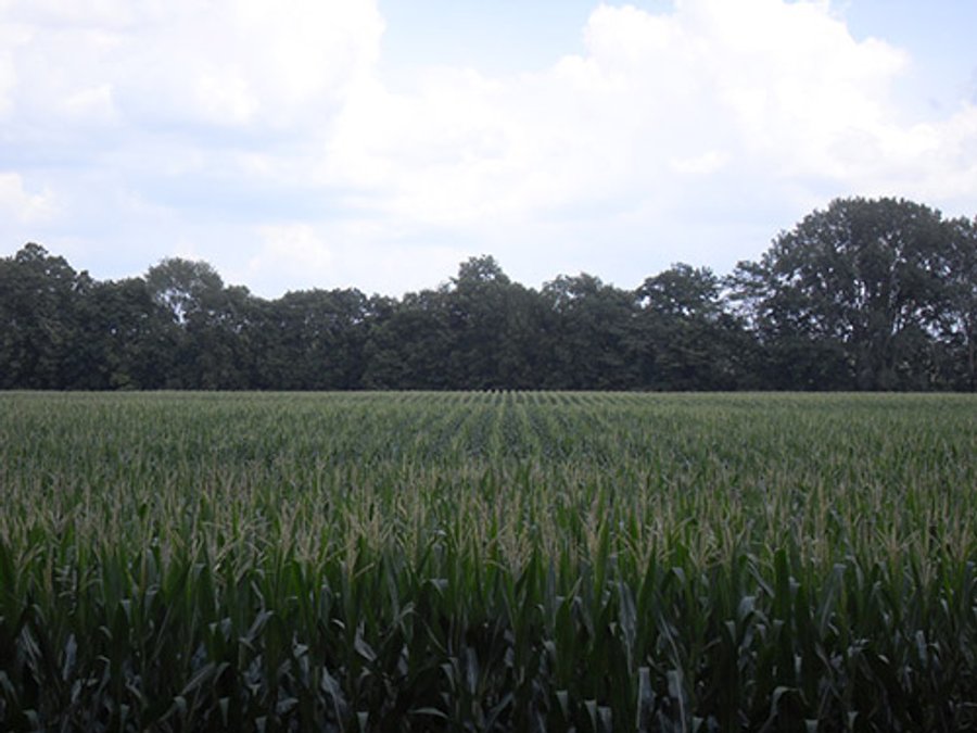 317 +/- Acres offered in 8 Tracts Land Auction